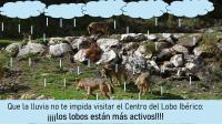 Gran actividad de los lobos con la lluvia